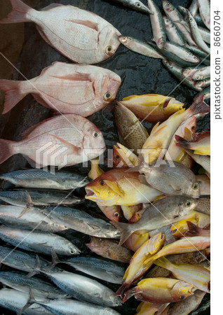 fish for sale 8660704