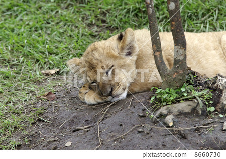 Sleeping lion baby Sleeping lion baby 8660730