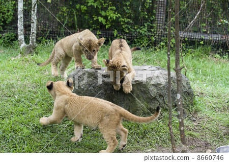 Three Lion Baby Three Lion Baby 8660746