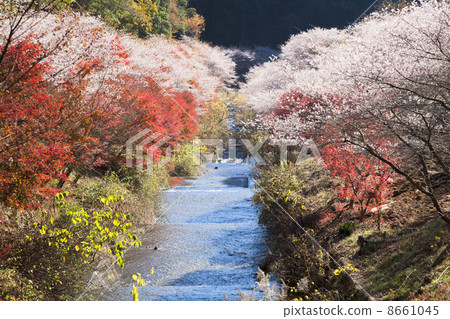 [愛知縣豐田市大原鎮]秋葉和四季櫻花 8661045