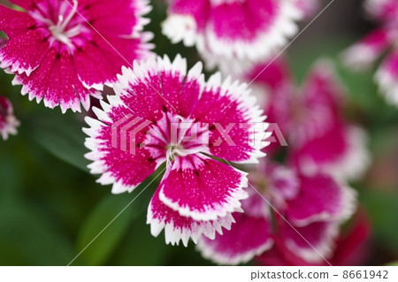 坎皮恩 坎皮恩 8661942