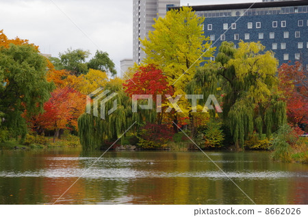 Iriomotei的Nakajima Park秋天 Iriomotei的Nakajima Park秋天 8662026