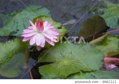 Water Flower Water Flower 8662121