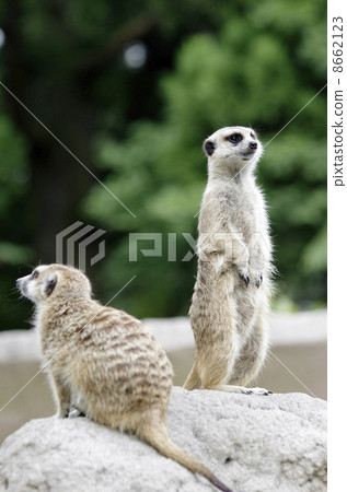 meerkat  8662123