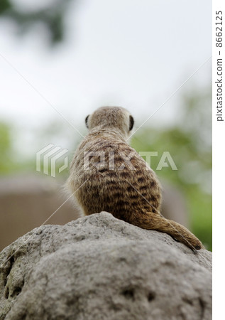 meerkat  8662125