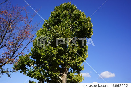 Suzukake's tree Suzukake's tree 8662332