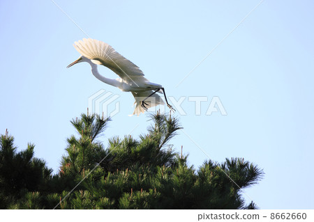 Shirajiri Shirajiri 8662660