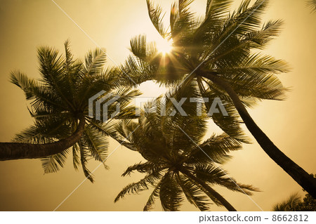 tropical beach 8662812