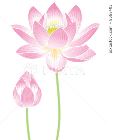 蓮花 蓮花 8665403