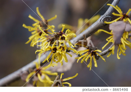 Manzaku來自“Mangu Blooms”早春的豐收？ 8665498
