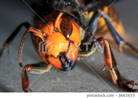 Wheatstone Wheatstone 8665659