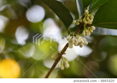 冬青花和太陽葉 冬青花和太陽葉 8665820