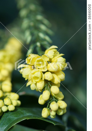 這是Hiiragi Minami Heiraginanten。 8666008