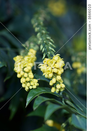 It is Hiiragi Minami Heiraginanten. 8666010