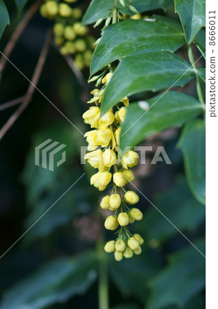 這是Hiiragi Minami Heiraginanten。 這是Hiiragi Minami Heiraginanten。 8666011