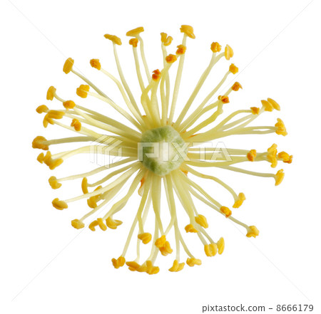 Linden flower 8666179