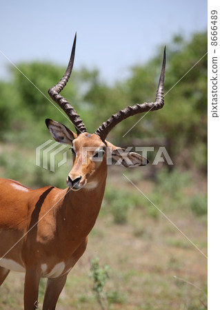 Gazelle 8666489