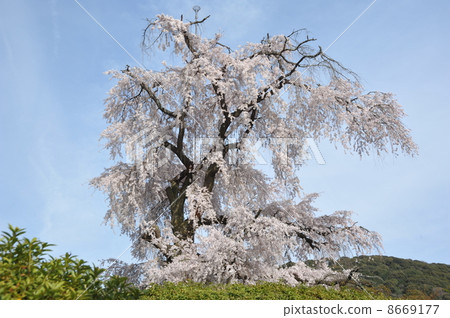 Kyoto Maruyama Park Bloomed cherry tree in full bloom 8669177
