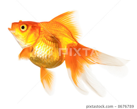 Gold fish Gold fish 8676789