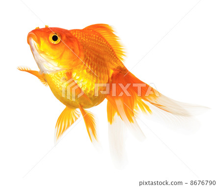 Gold fish Gold fish 8676790