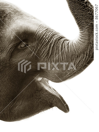 Elephant Elephant 8677067