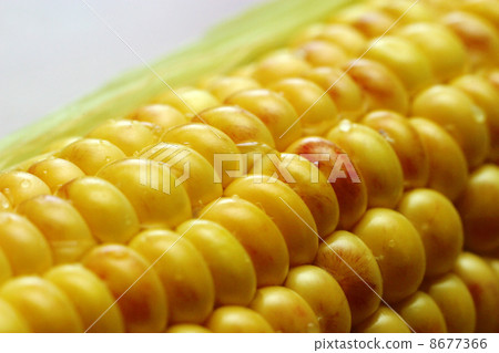 Wet corn Wet corn 8677366