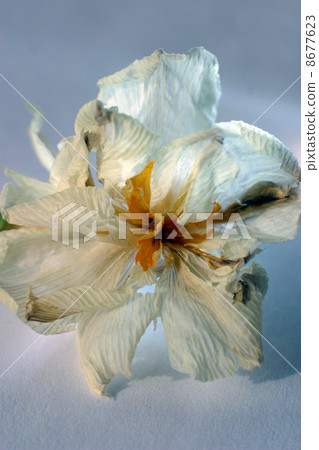 Withering Withering 8677623