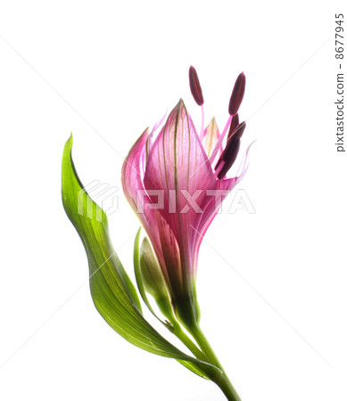 Alstrameria Alstrameria 8677945