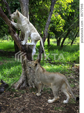 Two young lions Two young lions 8677946