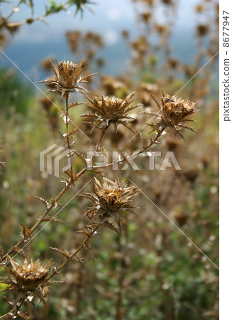 Wild flowers Wild flowers 8677947