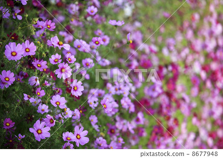 Beautiful flowers cosmos 8677948