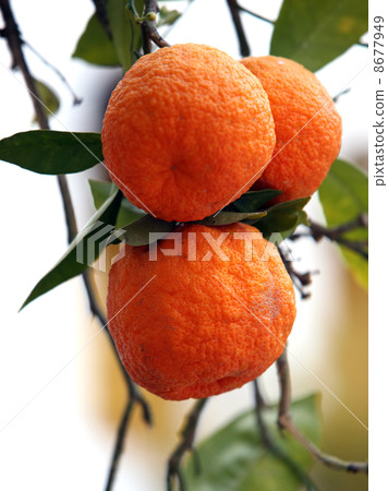 Branch of orange tree Branch of orange tree 8677949