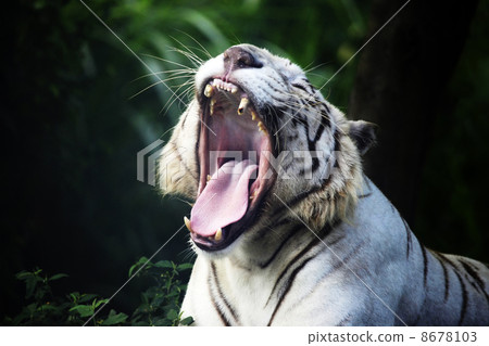White tiger 8678103