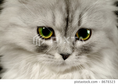 Cat by name Fine 8678323