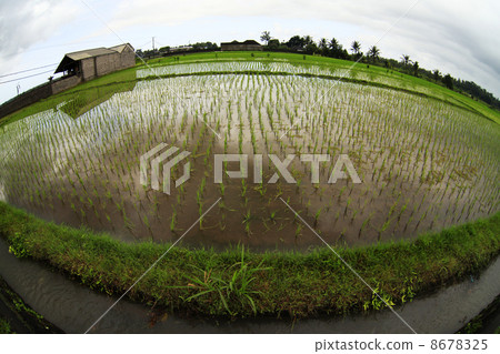 Rice field 8678325