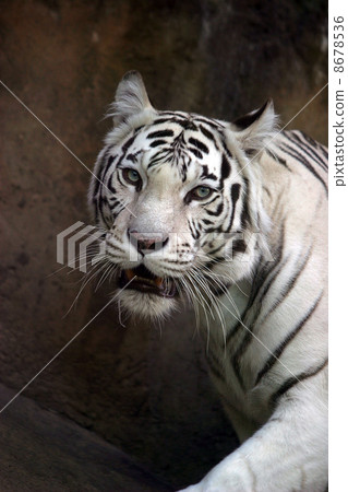 White tiger 8678536