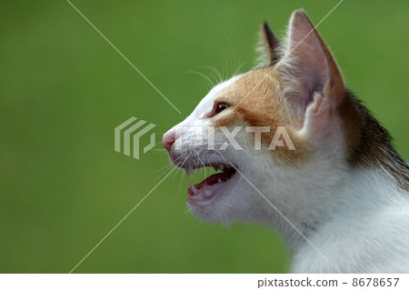 Cat on a green background 8678657