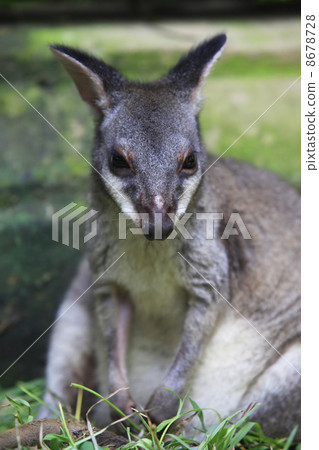 Australian Kangaroo Australian Kangaroo 8678728
