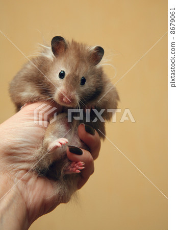Hamster 8679061