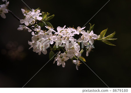 Blossoming cherry Blossoming cherry 8679180