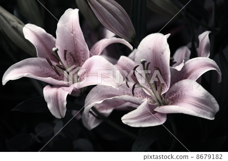 Pink lilies 8679182