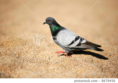 The pigeon The pigeon 8679456