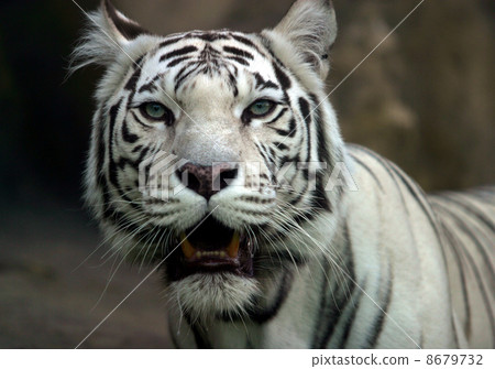 White tiger 8679732