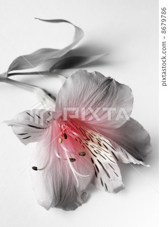 Pink lilies 8679786