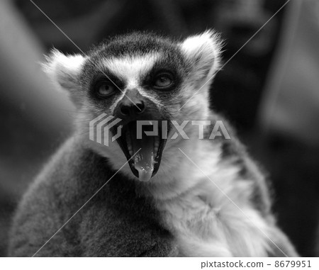Malicious lemur 8679951