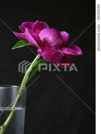 Peony in drops 8680086
