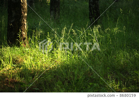 Stain of the sun Stain of the sun 8680159