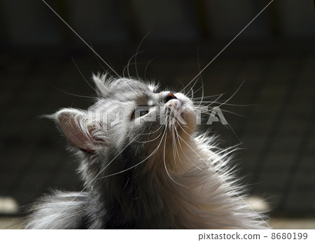 kitten kitten 8680199