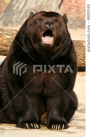 Brown bear 8680348