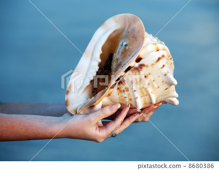 Conch shell 8680386